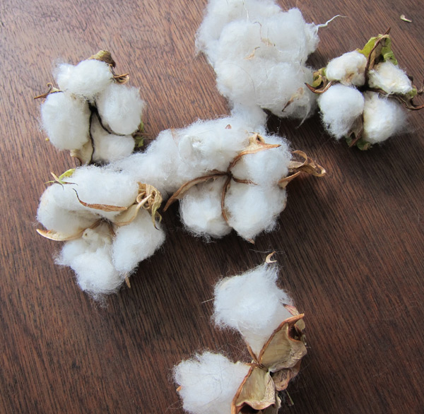 cotton bolls