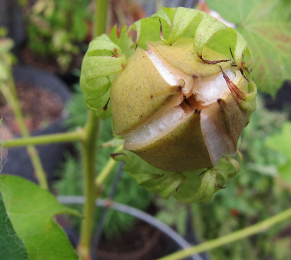 cotton boll opening