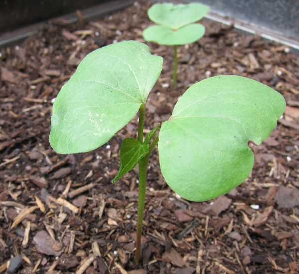 cotton plant seedling