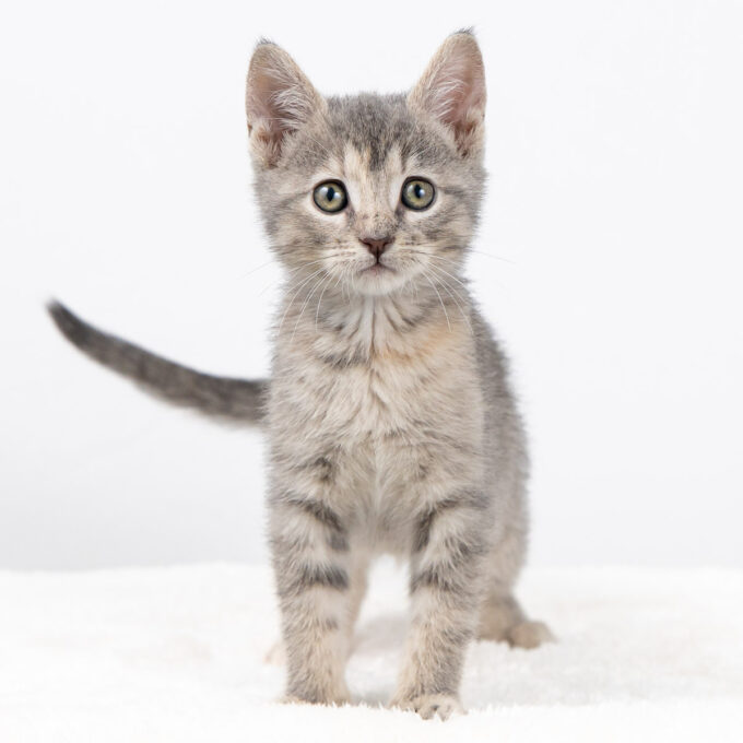 A kitten named Tess, grey tabby on a white background