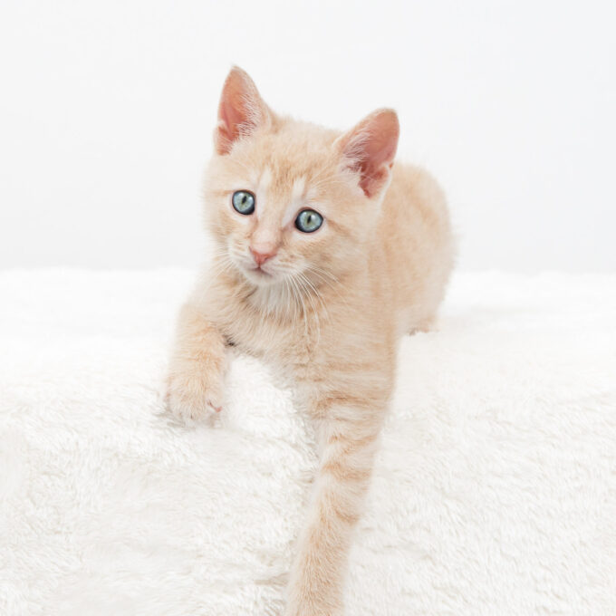 Livingston the kitten on a white fuzzy blanket